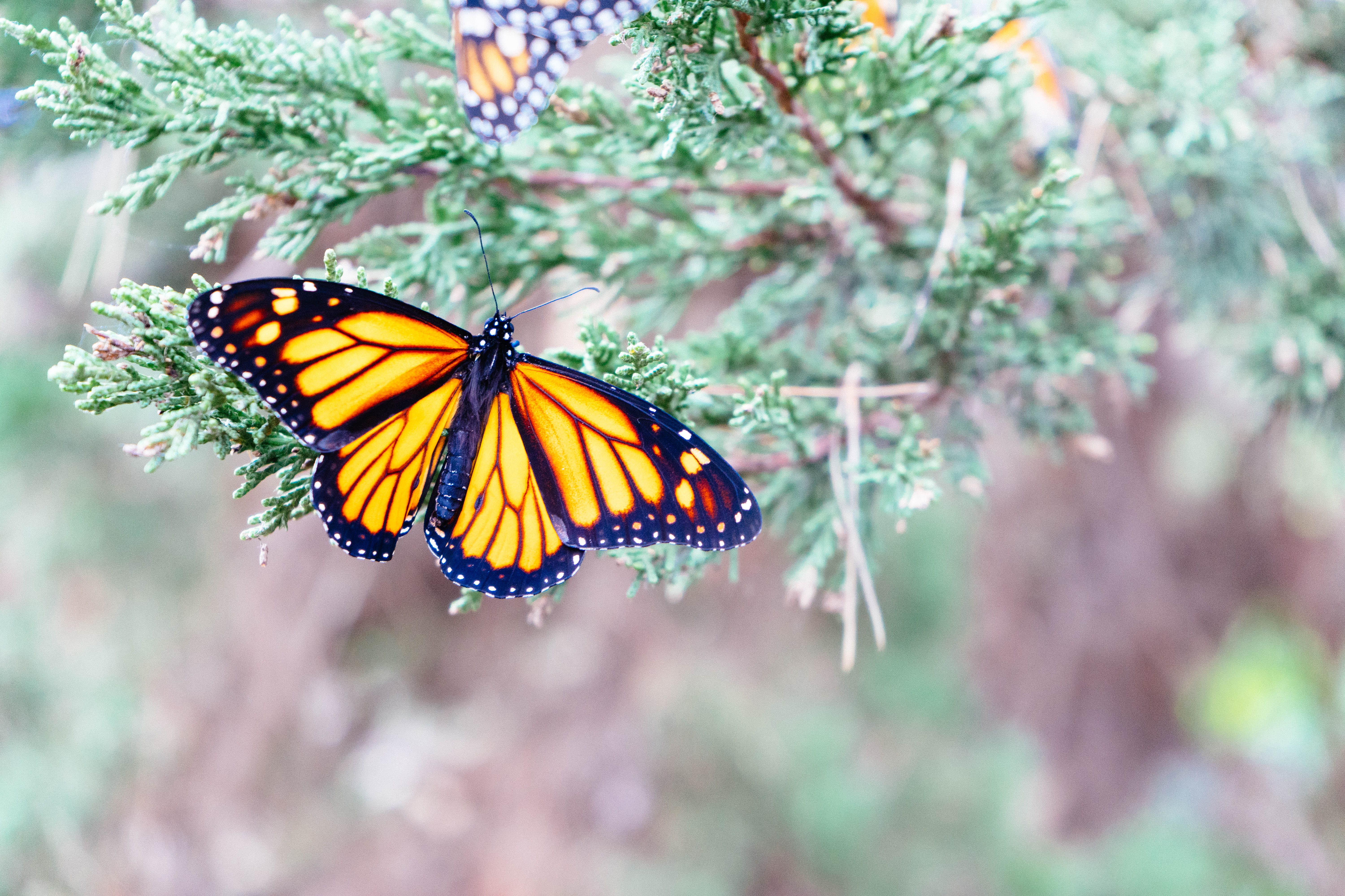 Visit the Monarch Grove Butterfly Sanctuary, Pacific Grove, California