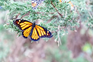 Visit the Monarch Grove Butterfly Sanctuary