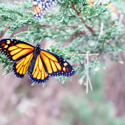 Visit the Monarch Grove Butterfly Sanctuary