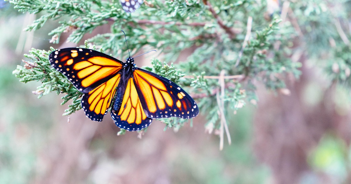 Visit the Monarch Grove Butterfly Sanctuary, Monarch Grove