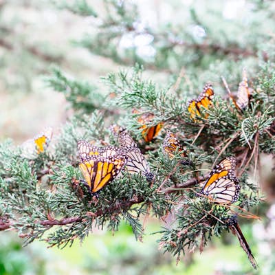 Visit the Monarch Grove Butterfly Sanctuary
