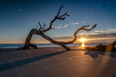 Explore Driftwood Beach on Jekyll Island, N Loop Trail