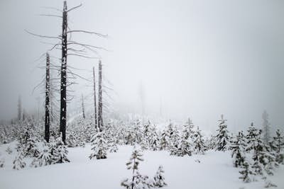 Backcountry Snowshoe and Snowboard near Lolo Pass