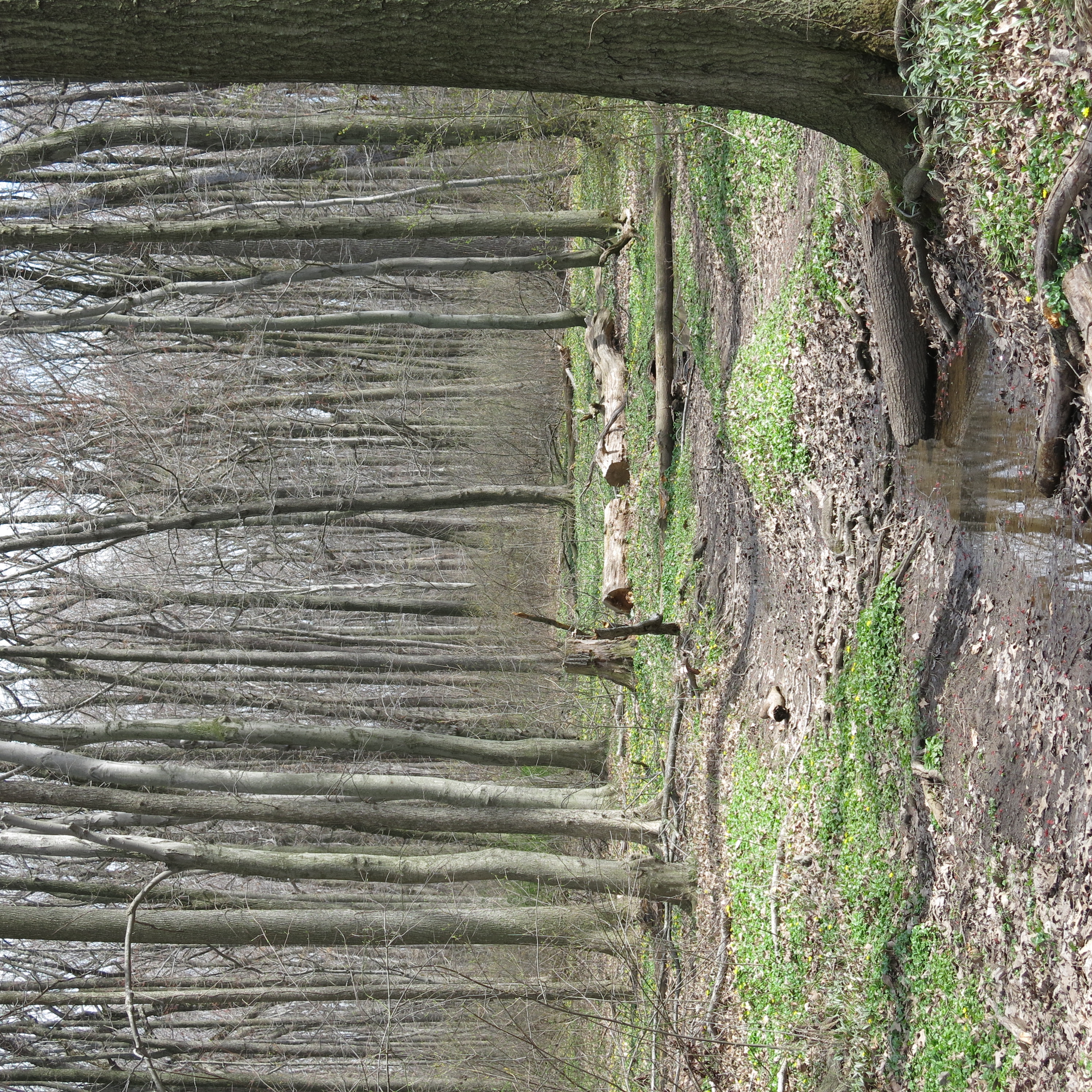 Hike the Staten Island Greenbelt