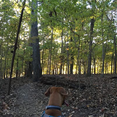 Hike the Day Loop at Long Hunter State Park