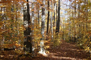 Run the Sapsucker Woods Trails