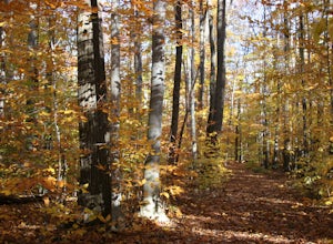 Run the Sapsucker Woods Trails