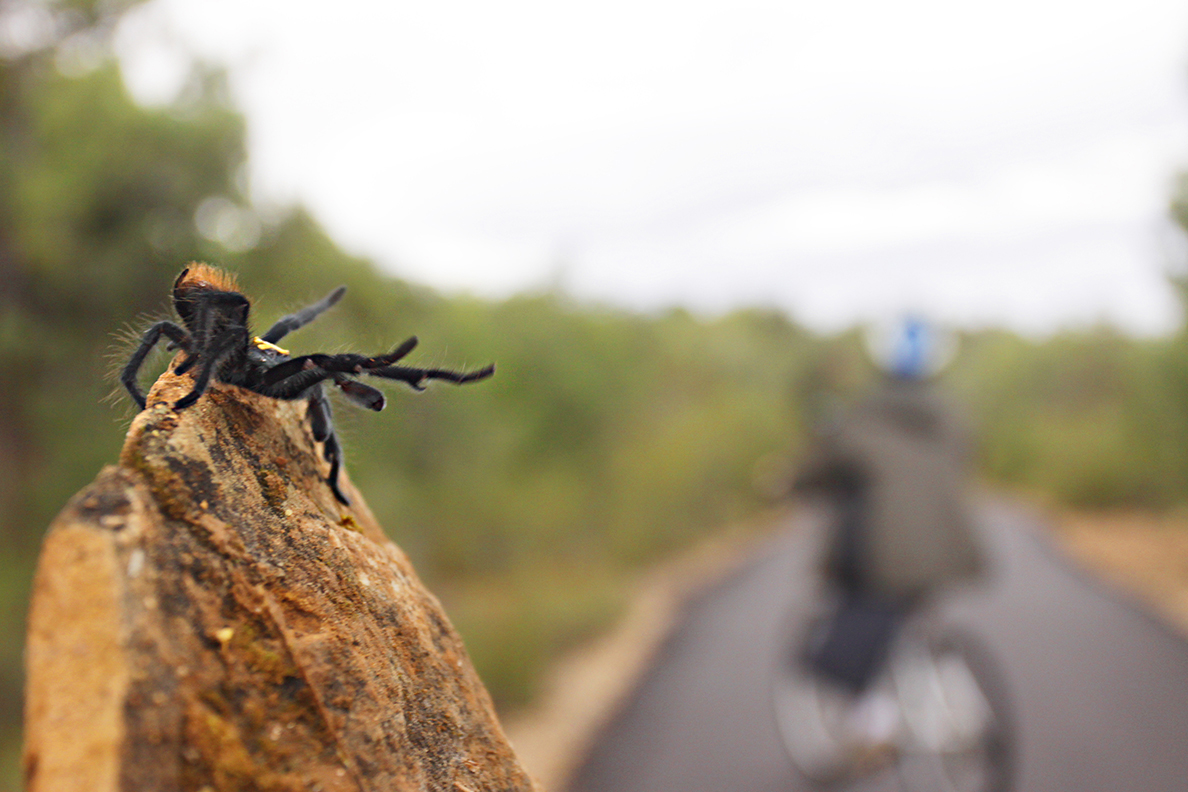 Bike the Hermit Road at the Grand Canyon