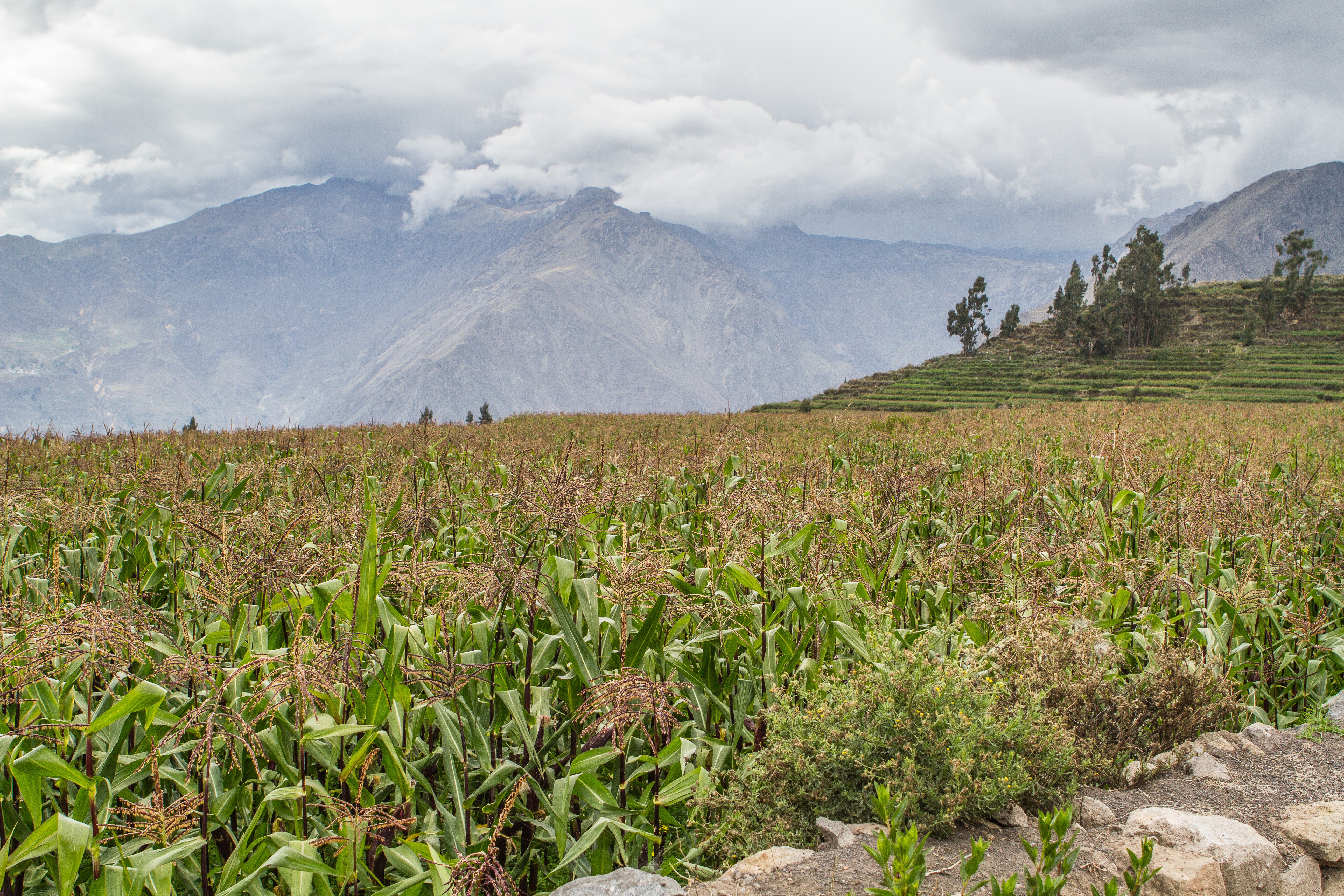Trek Colca Canyon