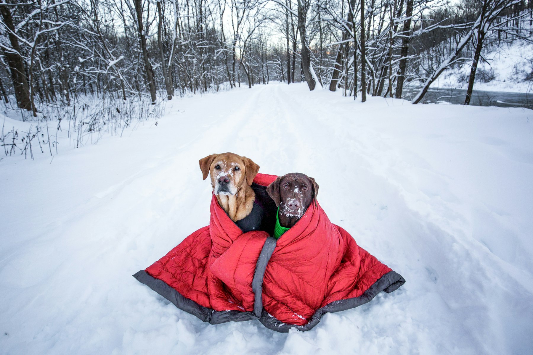 can i take my dog out in the snow