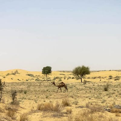 Camel Trek through the Thar Desert 