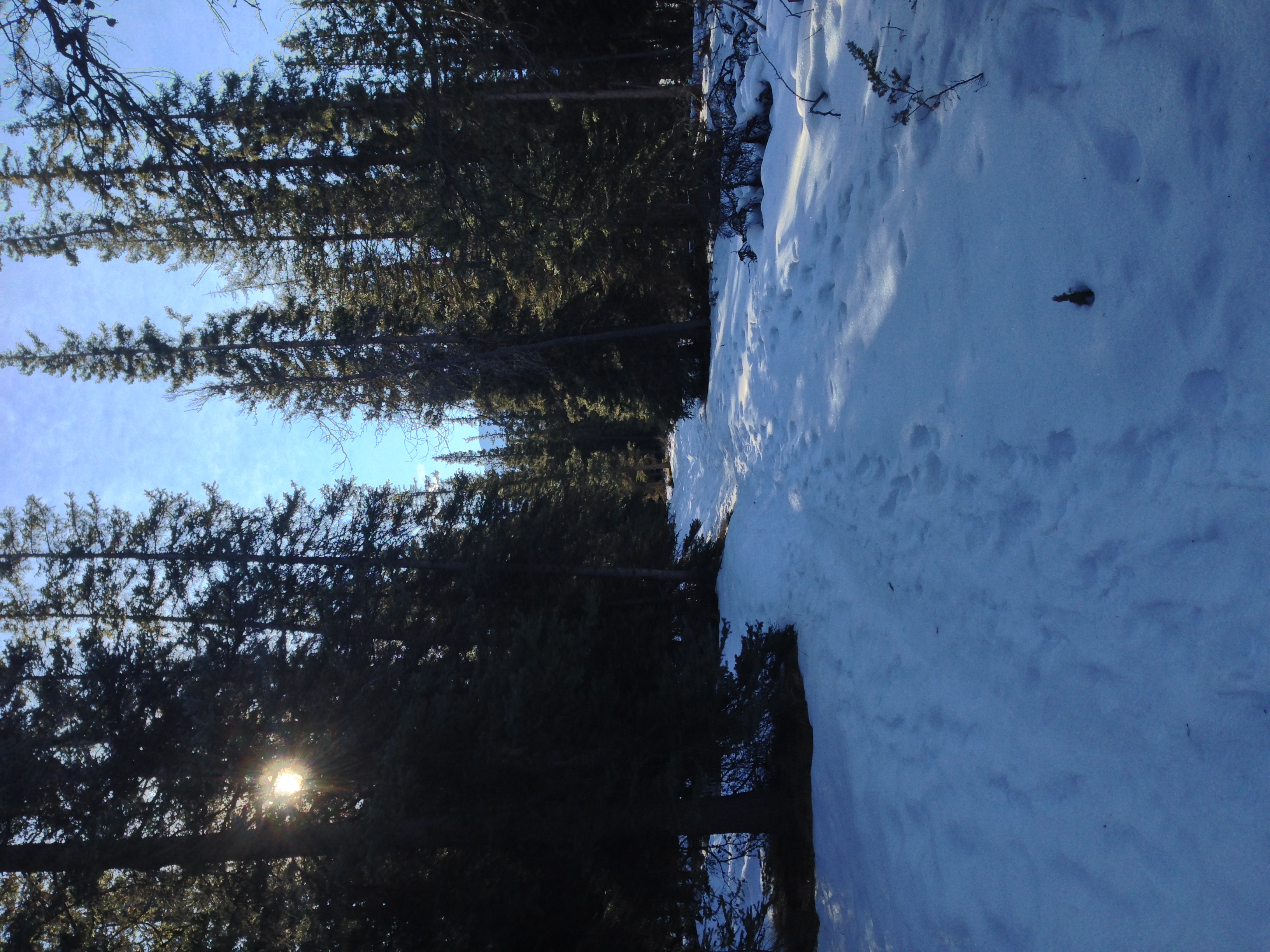 Fat Bike along the Athabasca River