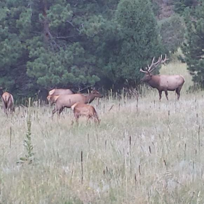 Elk Spotting near Genesee Park