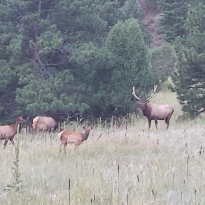 Elk Spotting near Genesee Park