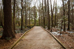 Hike through Carolina Beach State Park