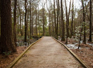 Hike through Carolina Beach State Park