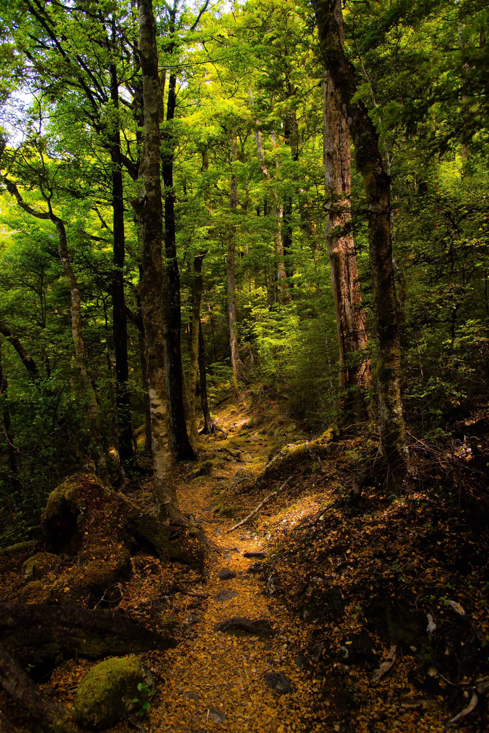 Hike to Whiskey Falls