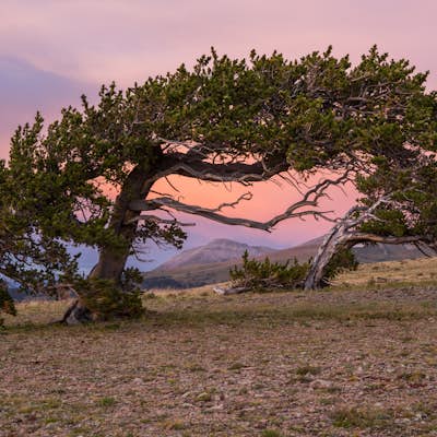 Discover Ancient Trees on Windy Ridge