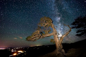 Discover Ancient Trees on Windy Ridge