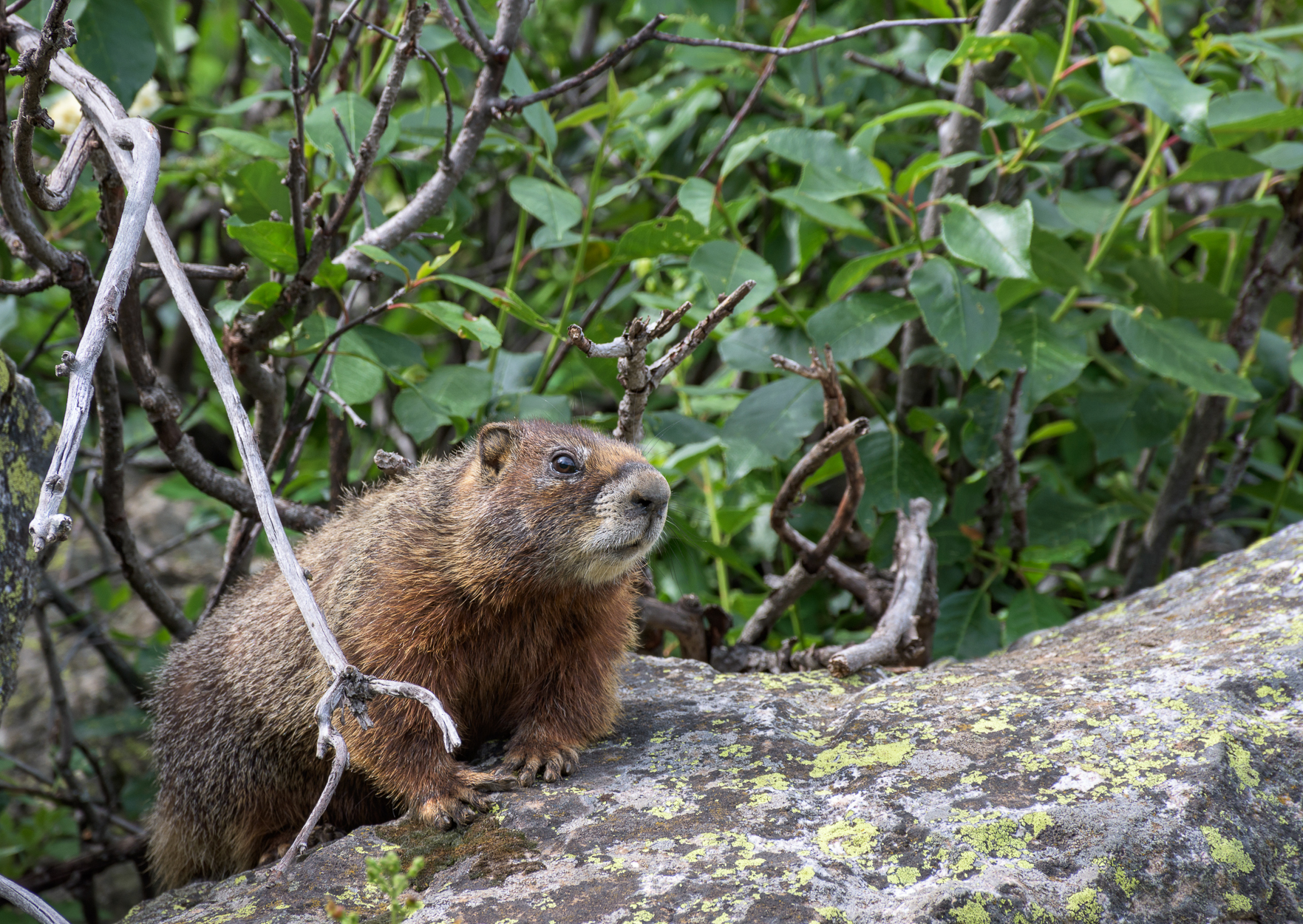 String Lake Loop, Grand Teton NP