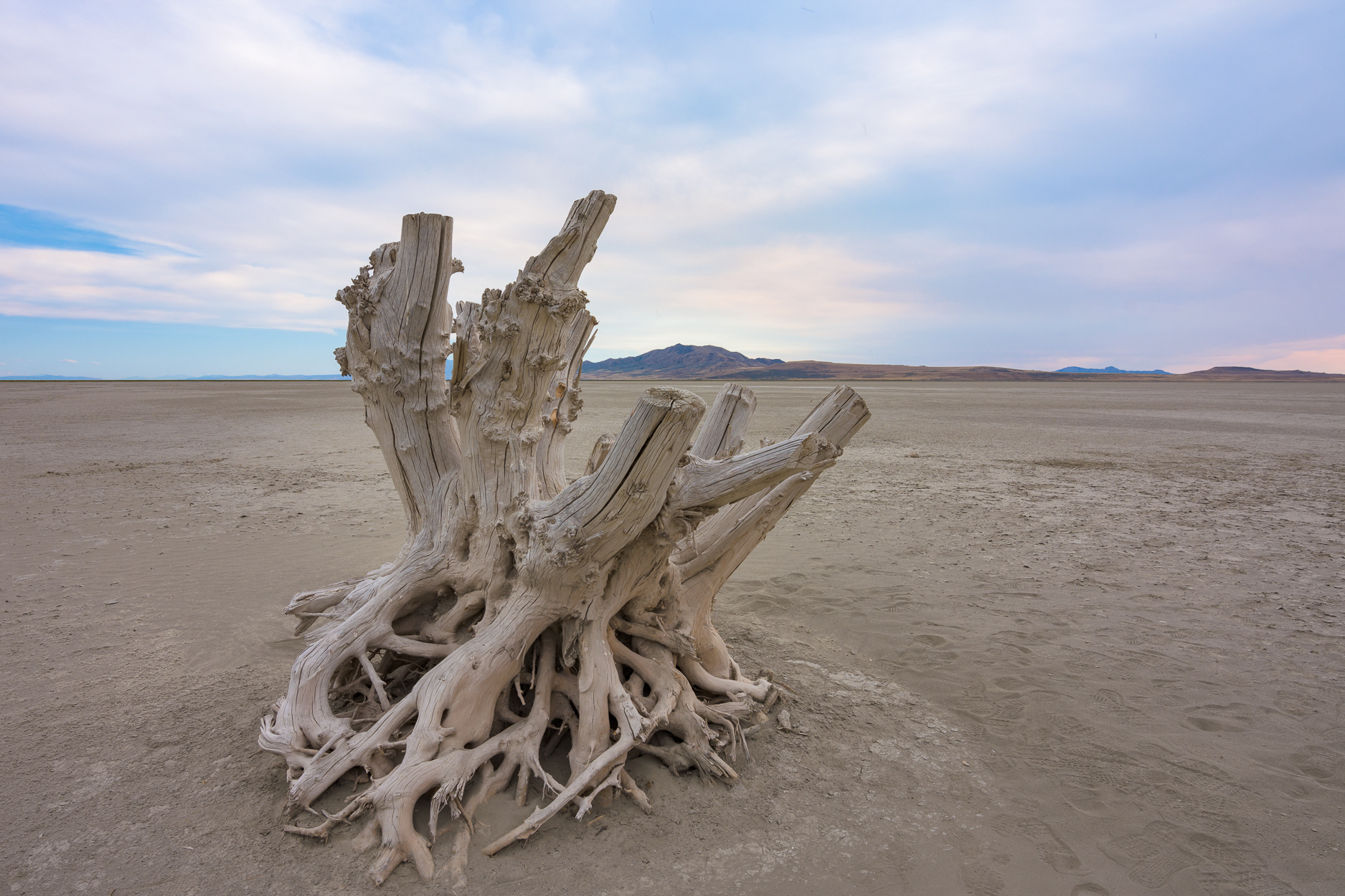 Photograph the Famous Stump by the Antelope Island Causeway 