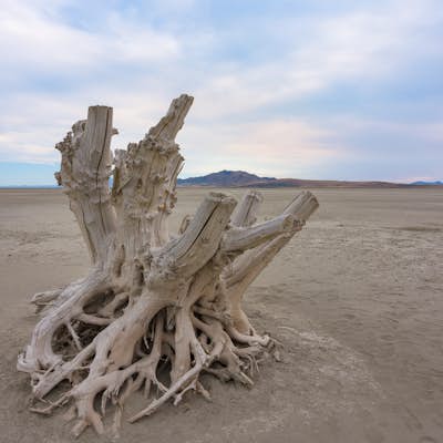 Photograph the Famous Stump by the Antelope Island Causeway 