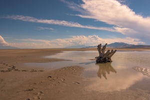 Photograph the Famous Stump by the Antelope Island Causeway 