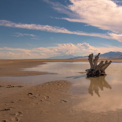 Photograph the Famous Stump by the Antelope Island Causeway 