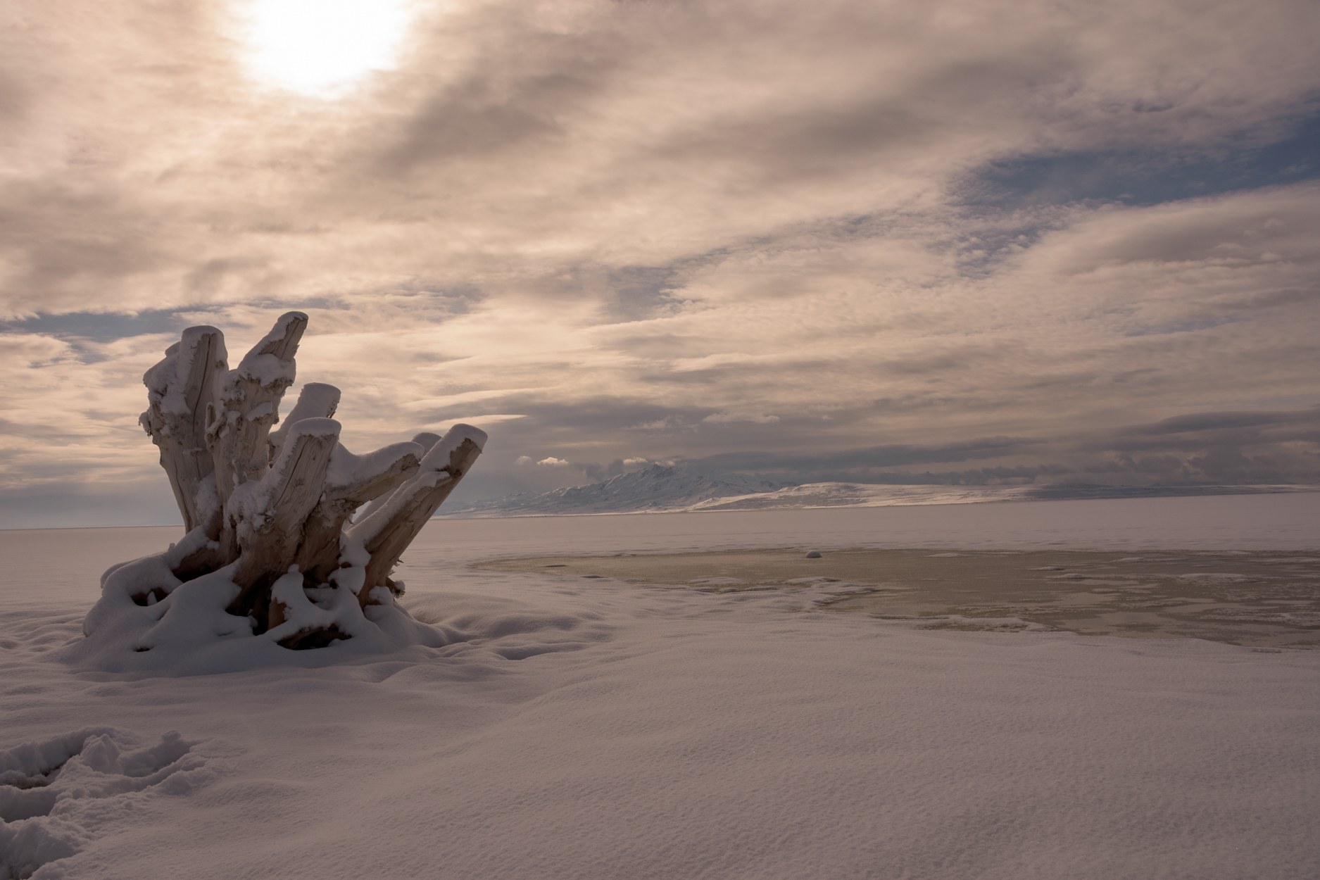 Photograph the Famous Stump by the Antelope Island Causeway 