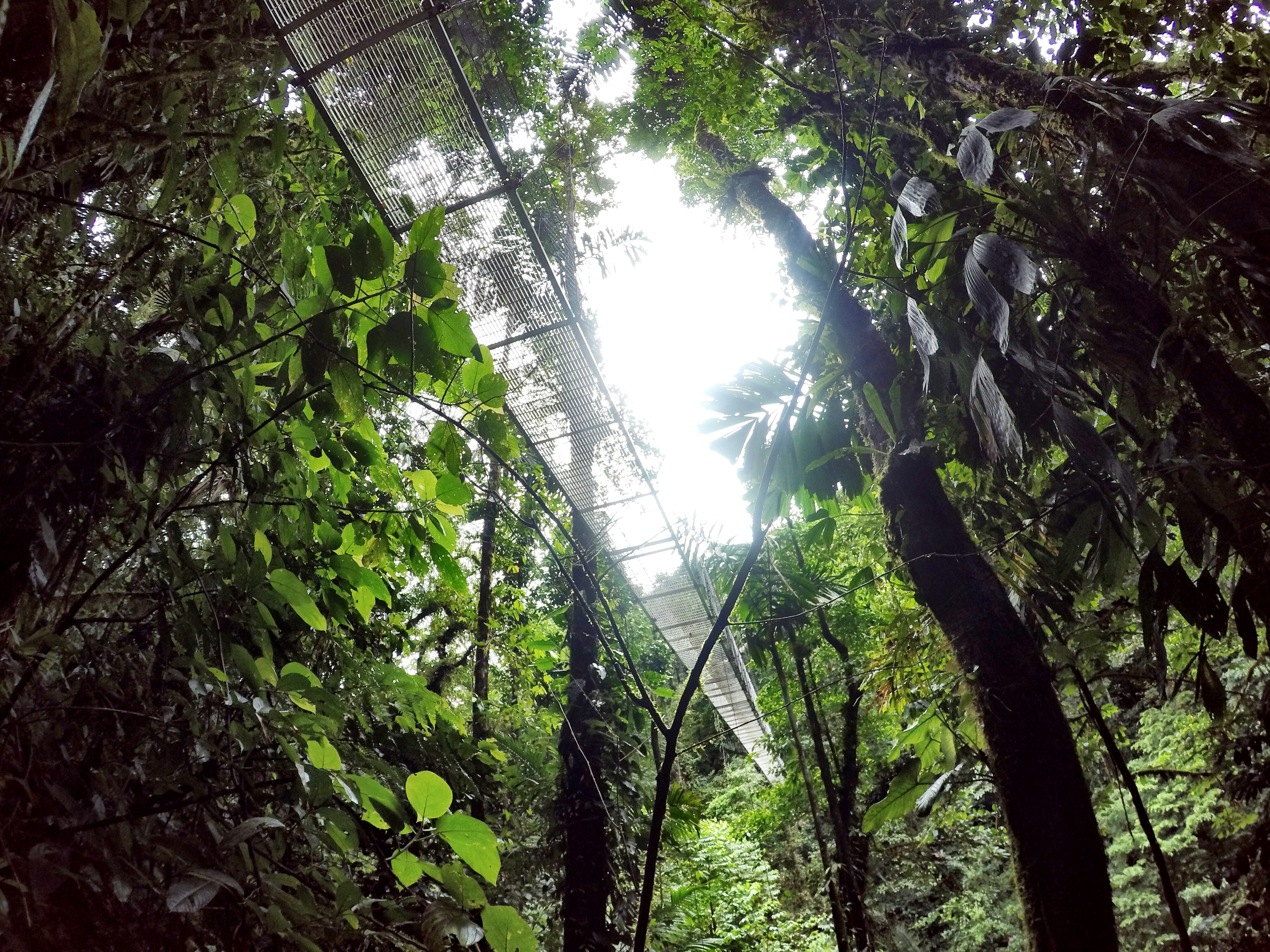 Hike the Mistico Arenal Hanging Bridges