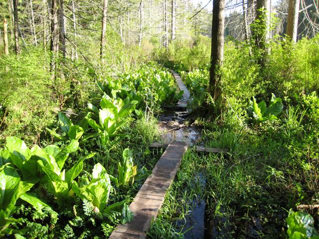Pine & Cedar Lakes