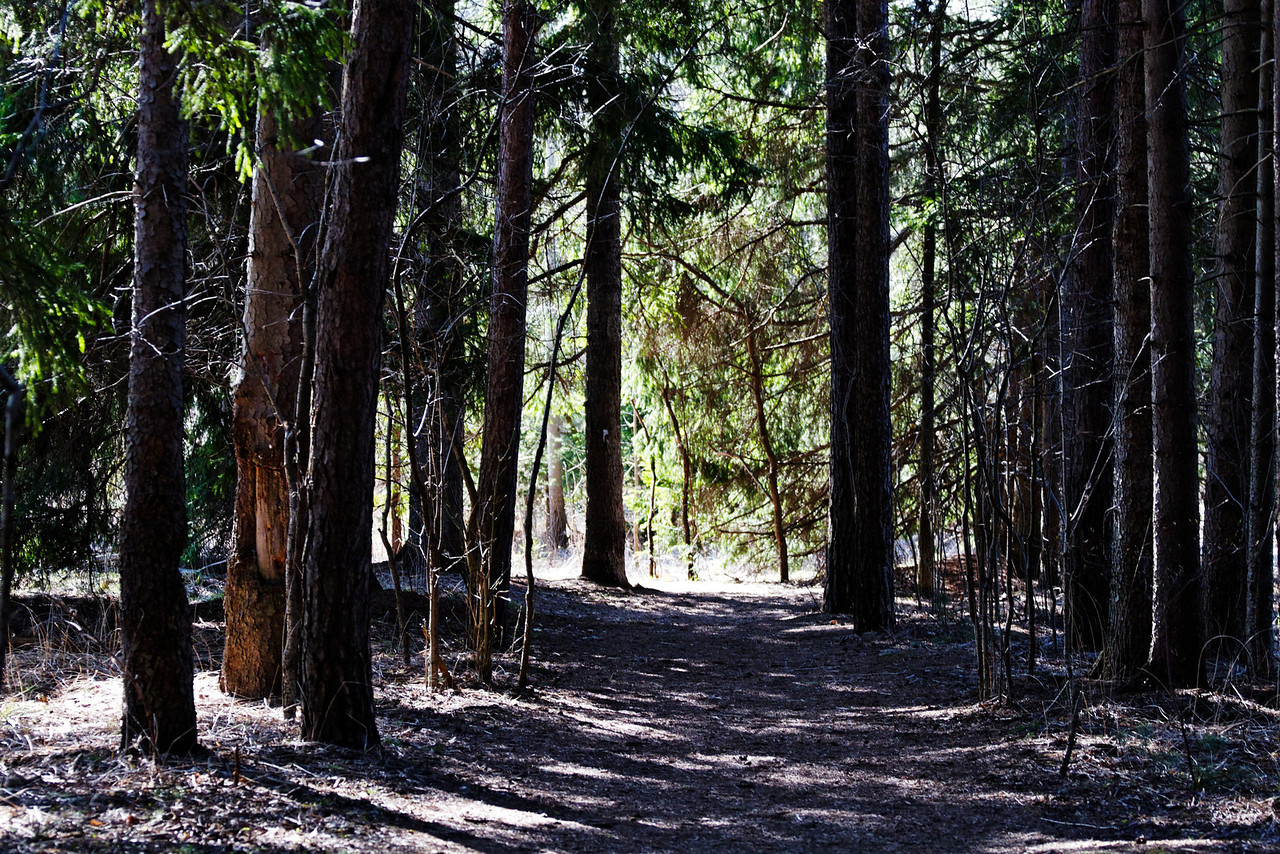 Hike the Orchard Trail in Rouge Park