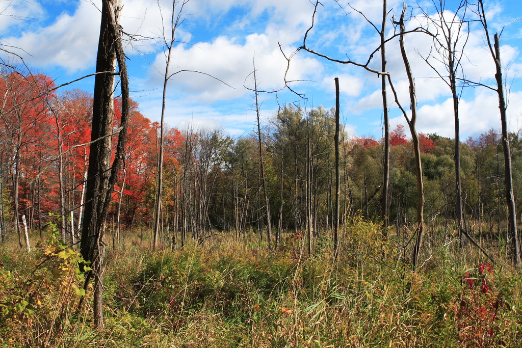 Hike the Orchard Trail in Rouge Park