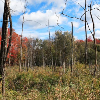 Hike the Orchard Trail in Rouge Park