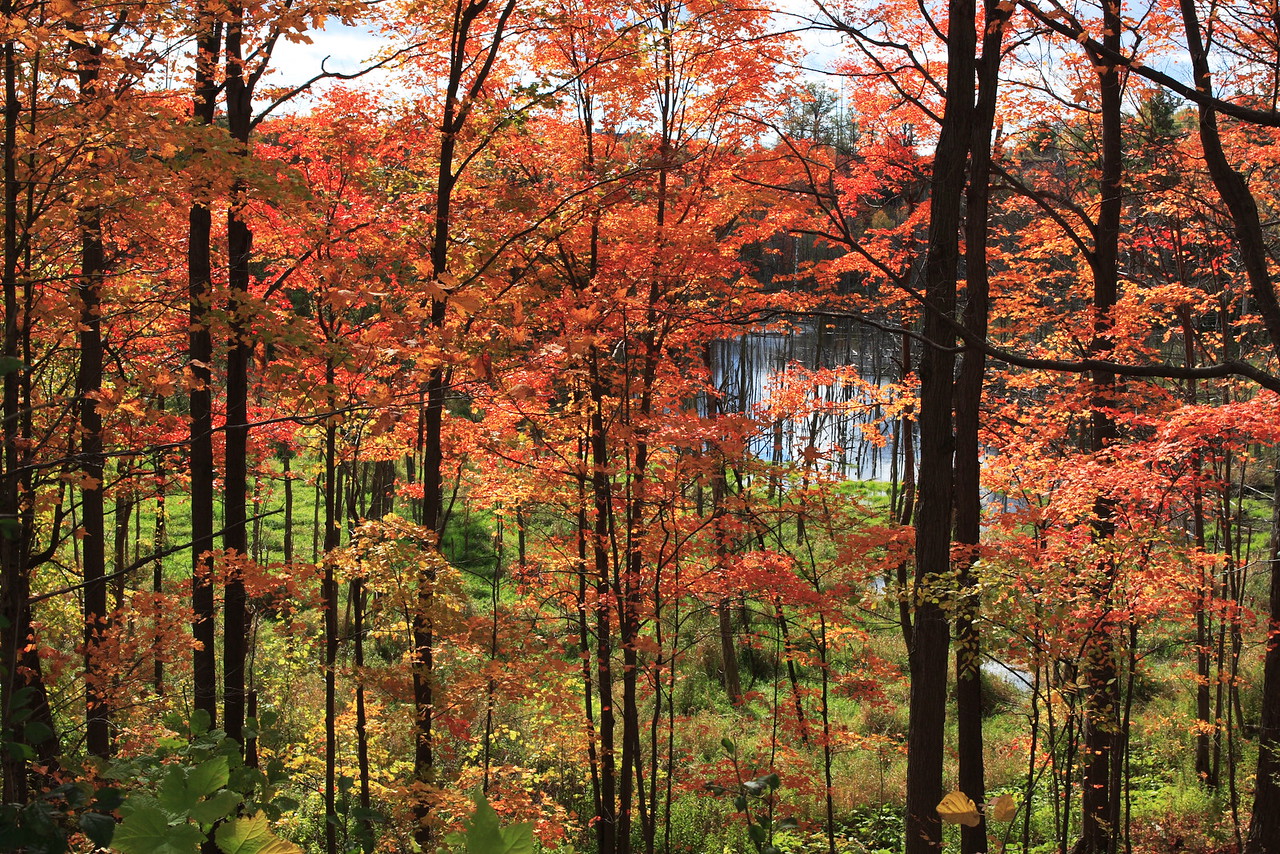 Hike the Orchard Trail in Rouge Park