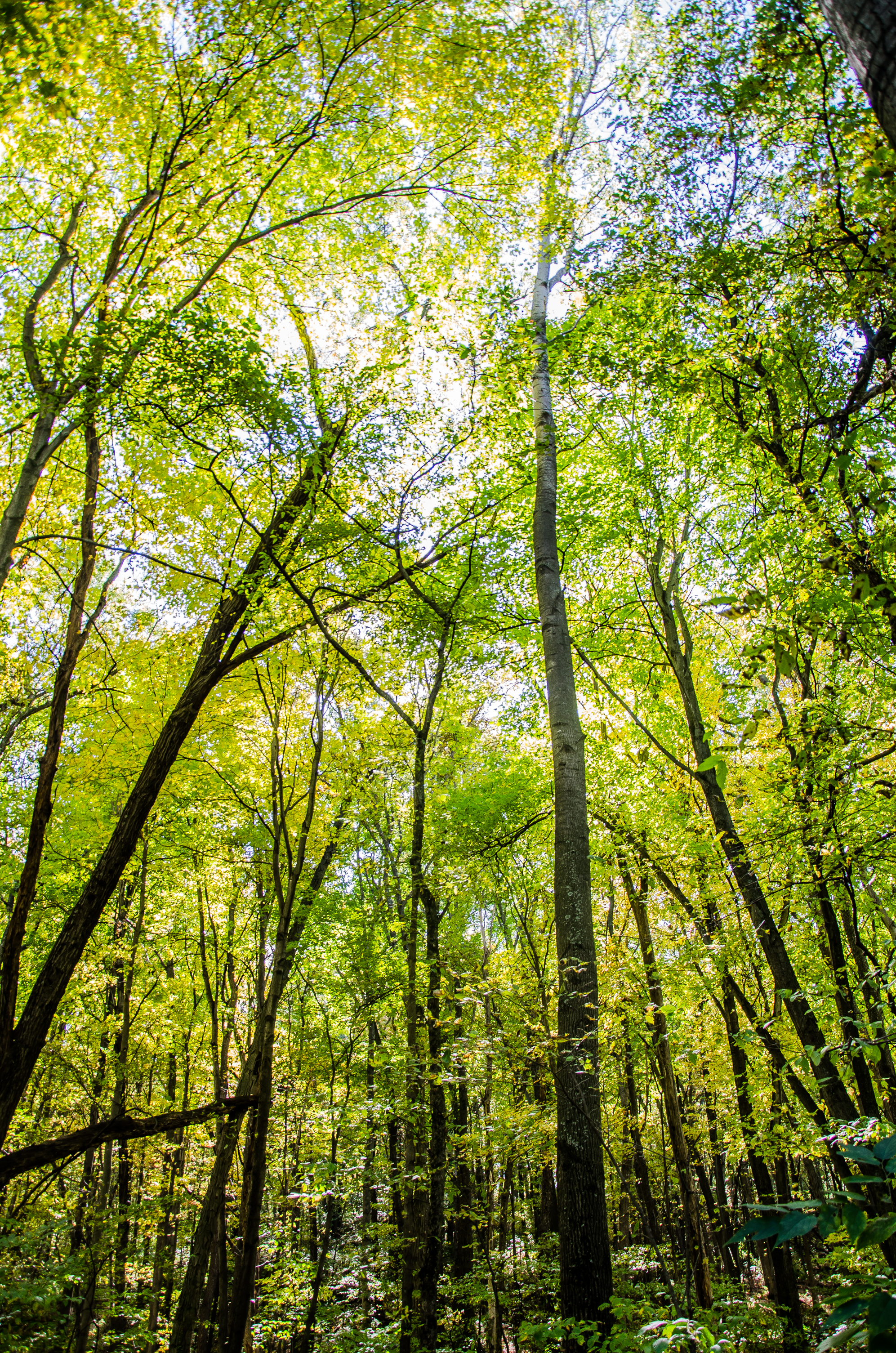 Hike through Indian Lake Park