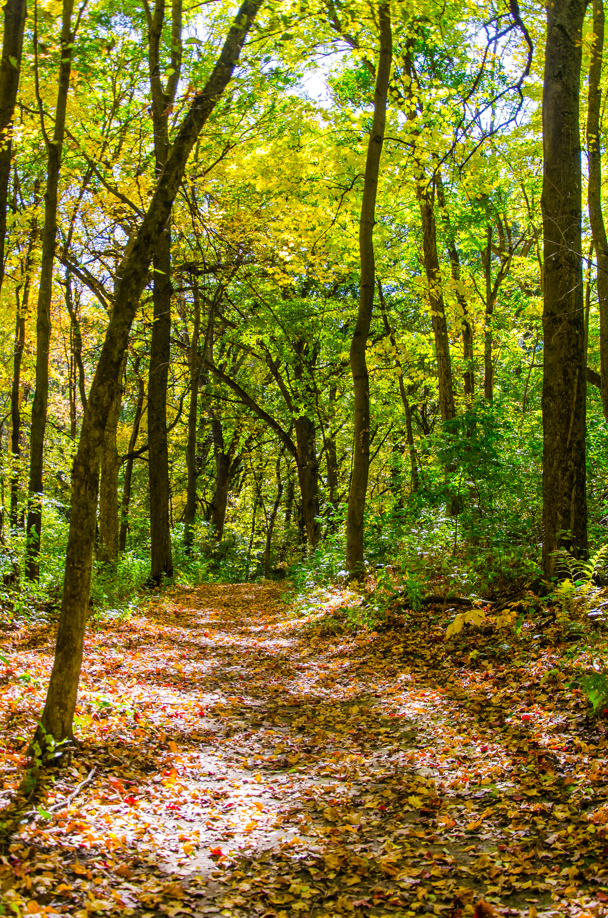 Hike through Indian Lake Park