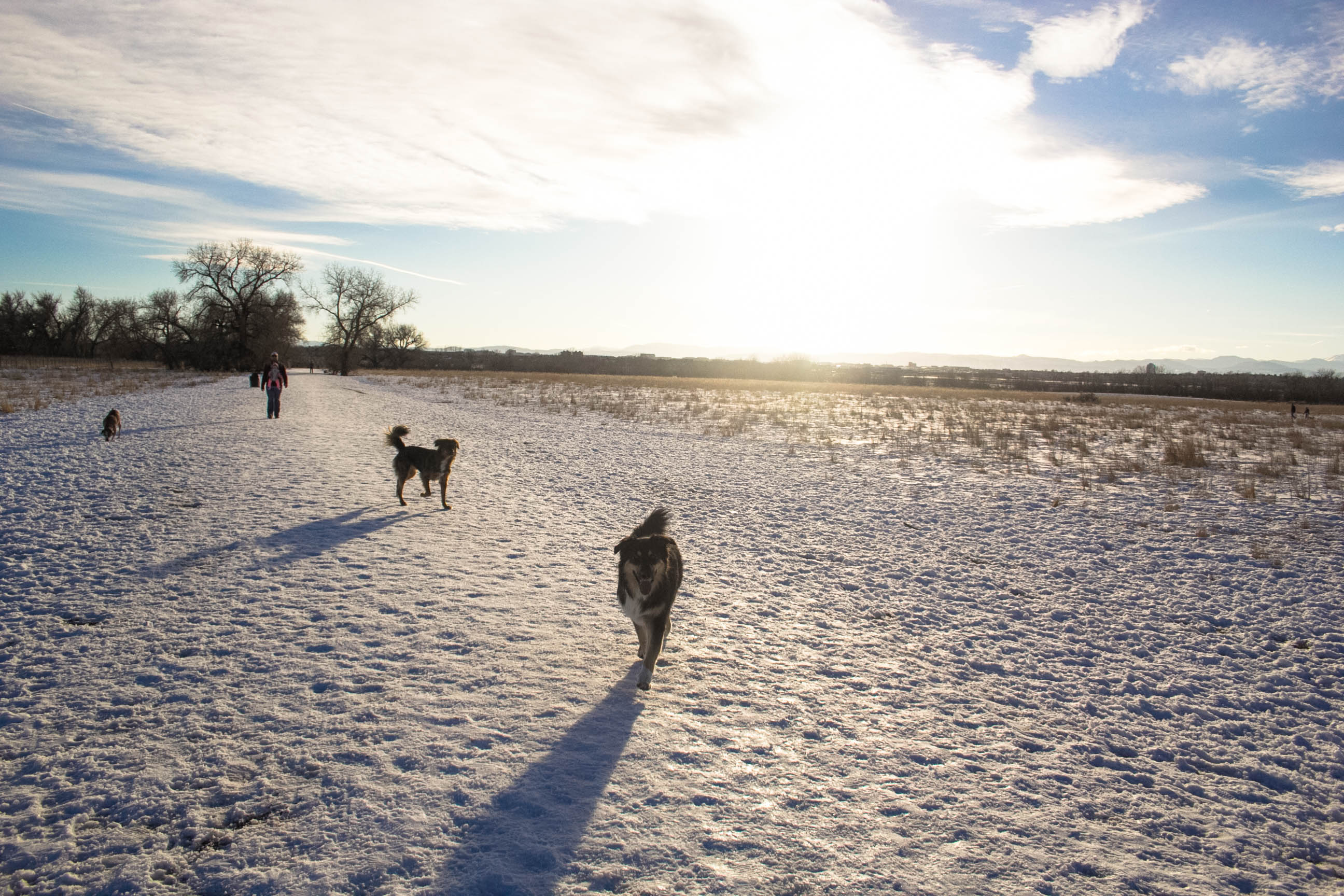 Cherry Creek Dog Off-Leash Area