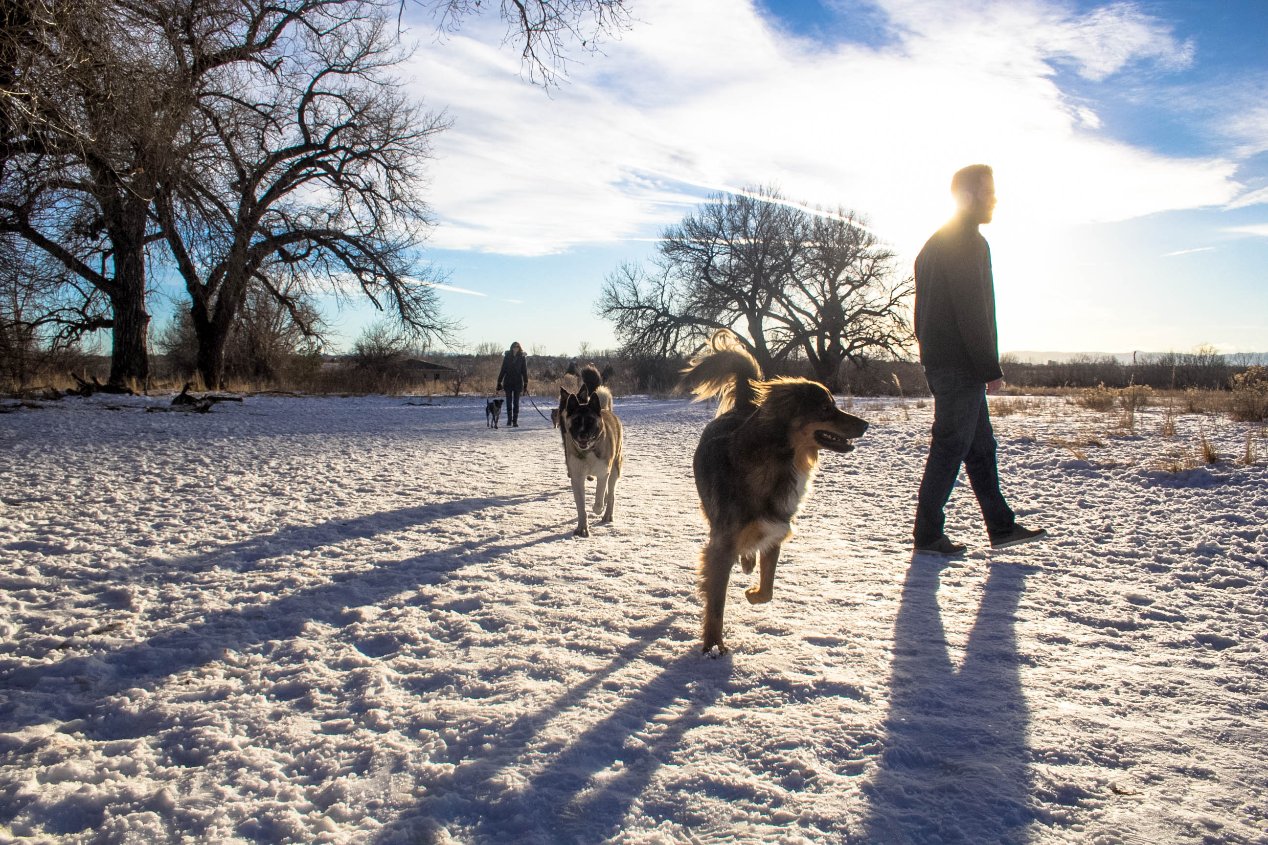 Can Dogs Swim In Cherry Creek Reservoir
