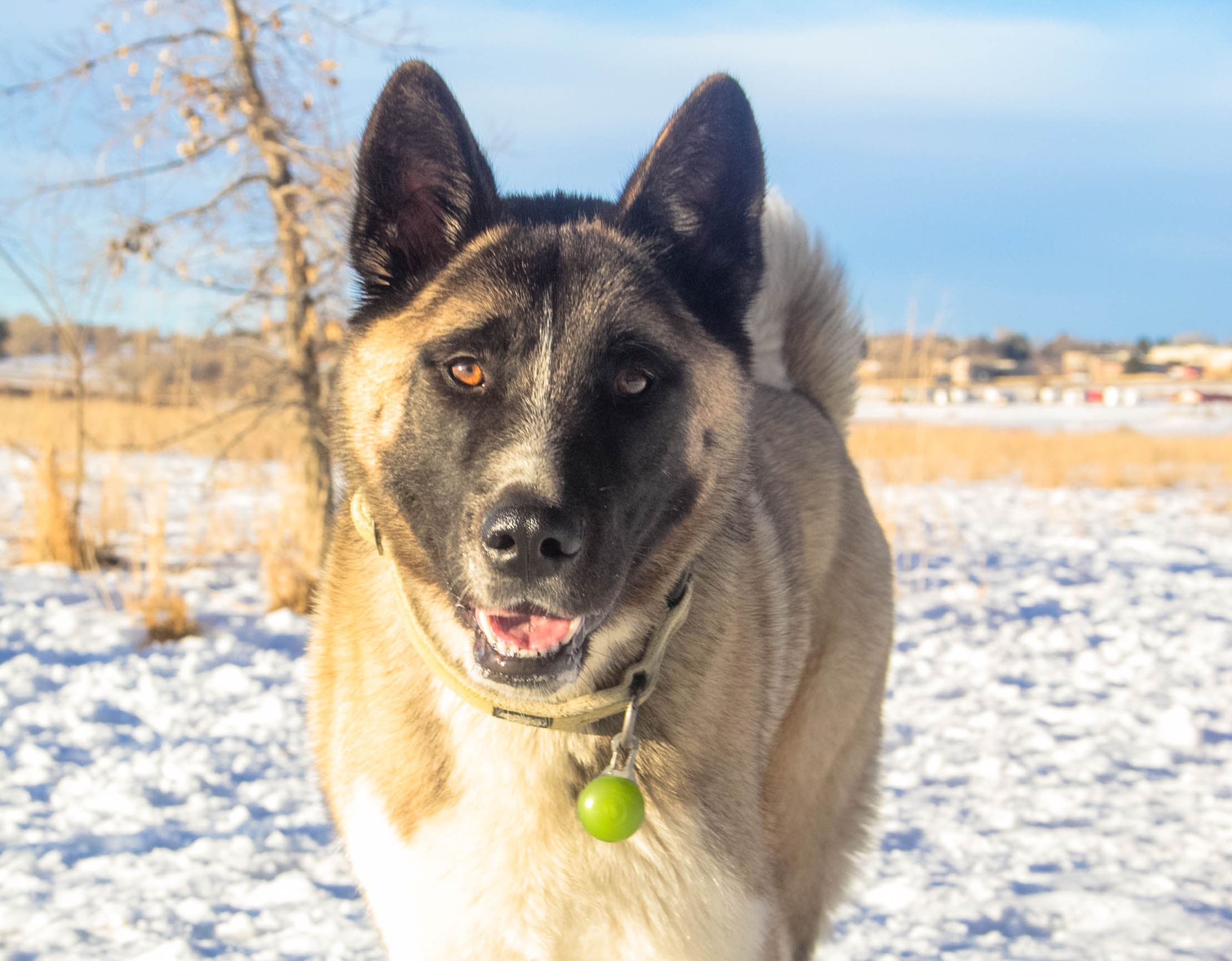 Cherry Creek Dog Off-Leash Area
