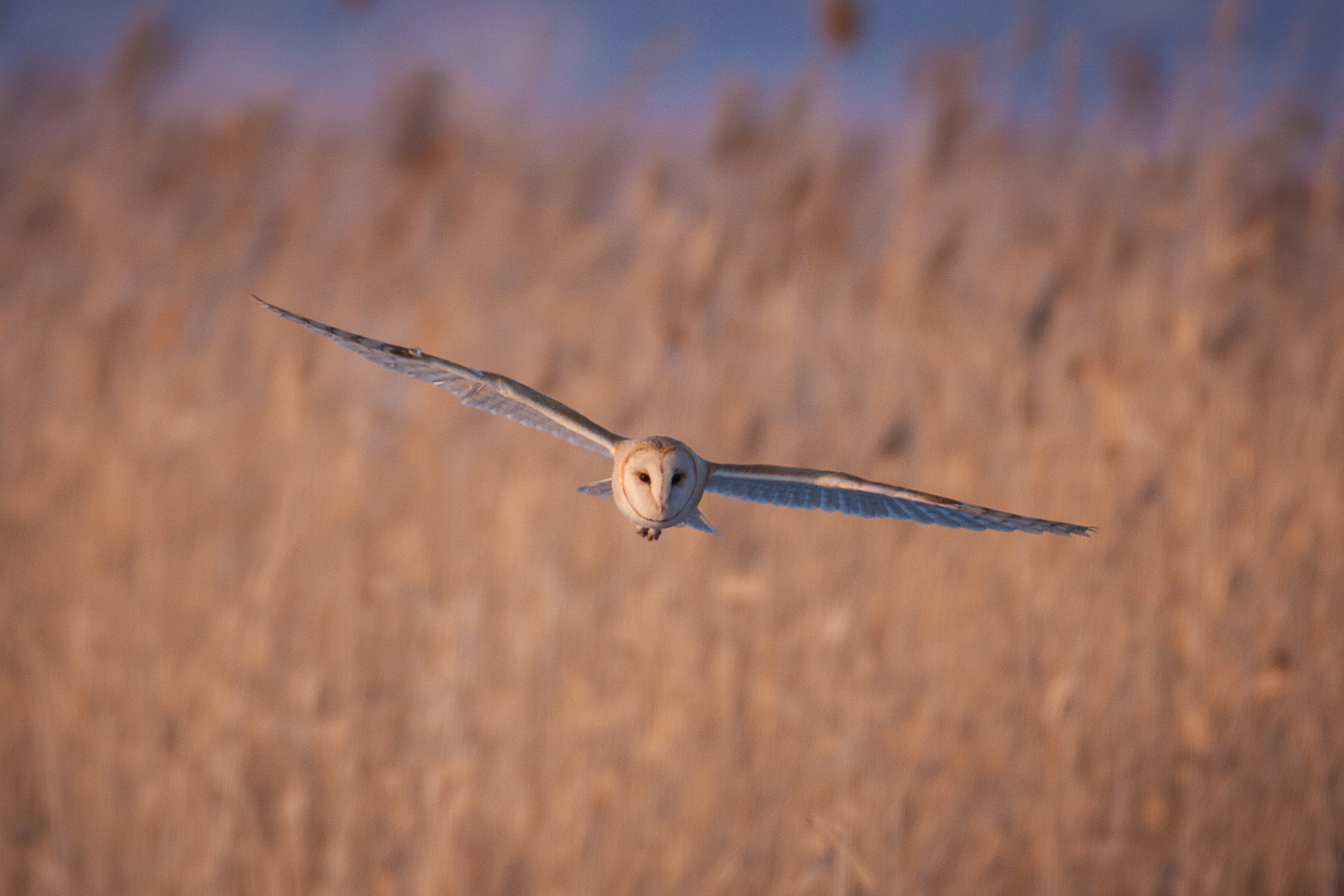 Birding at Farmington Bay