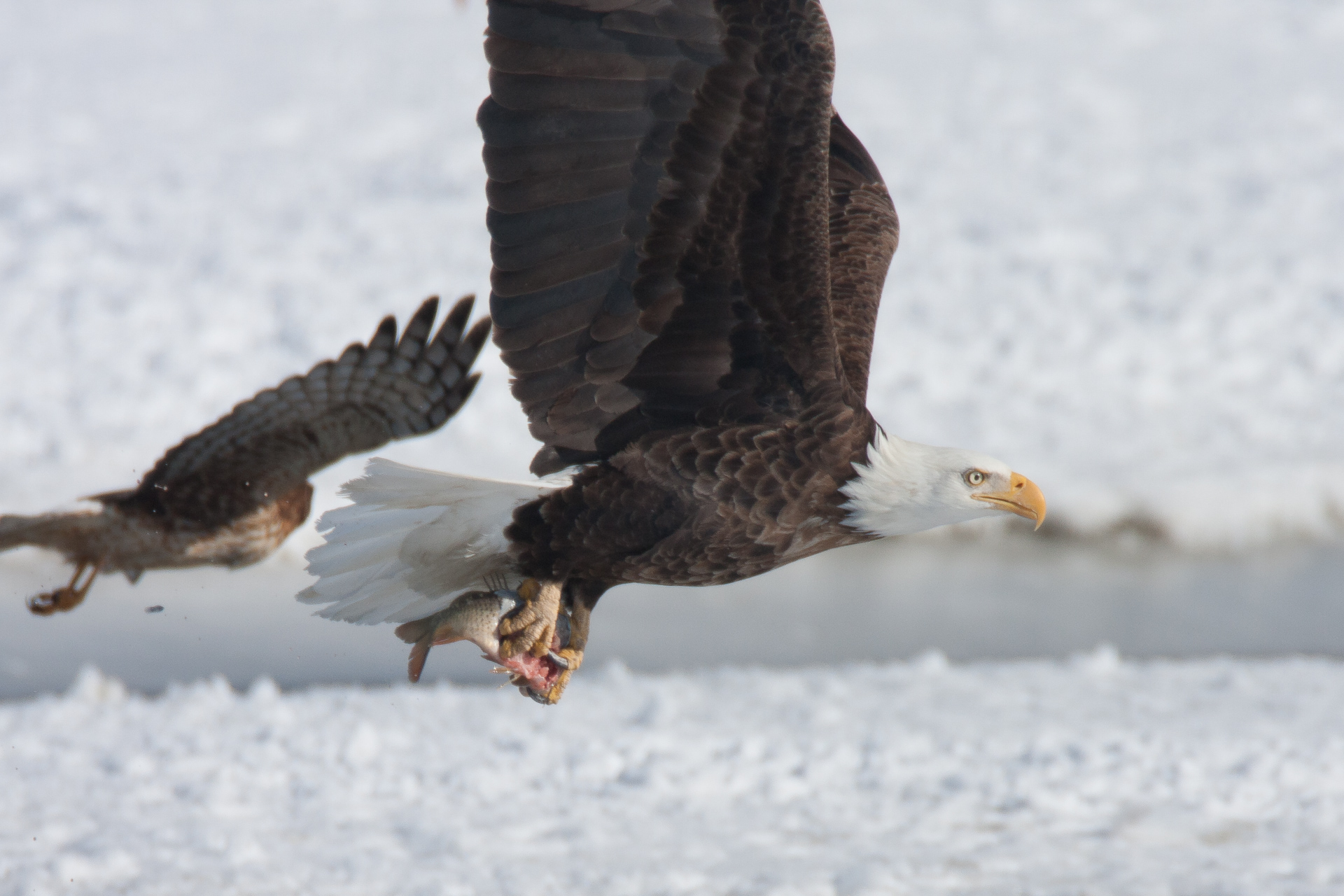 Birding at Farmington Bay