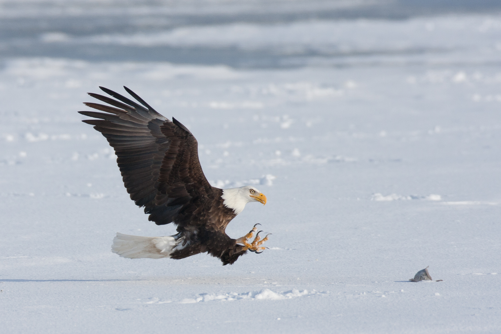 Birding at Farmington Bay