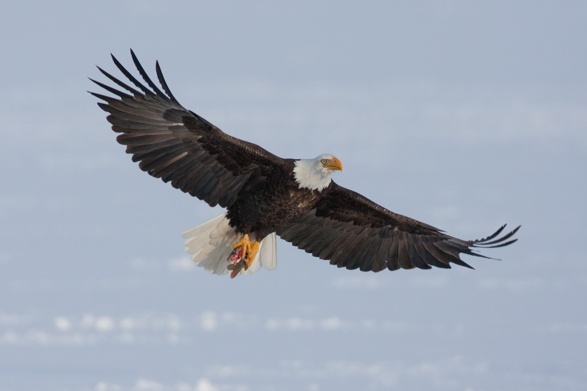 Birding at Farmington Bay
