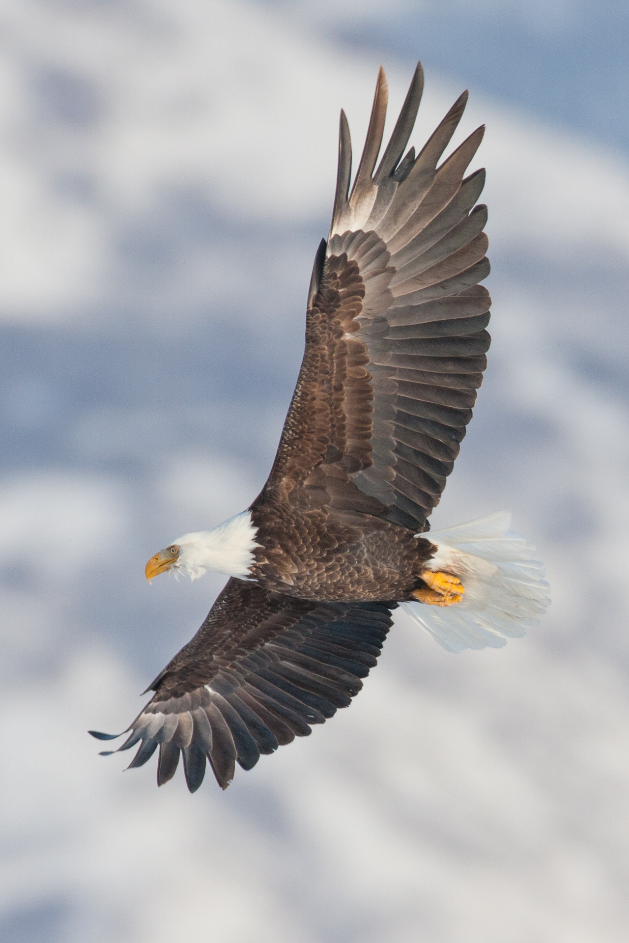 Birding at Farmington Bay