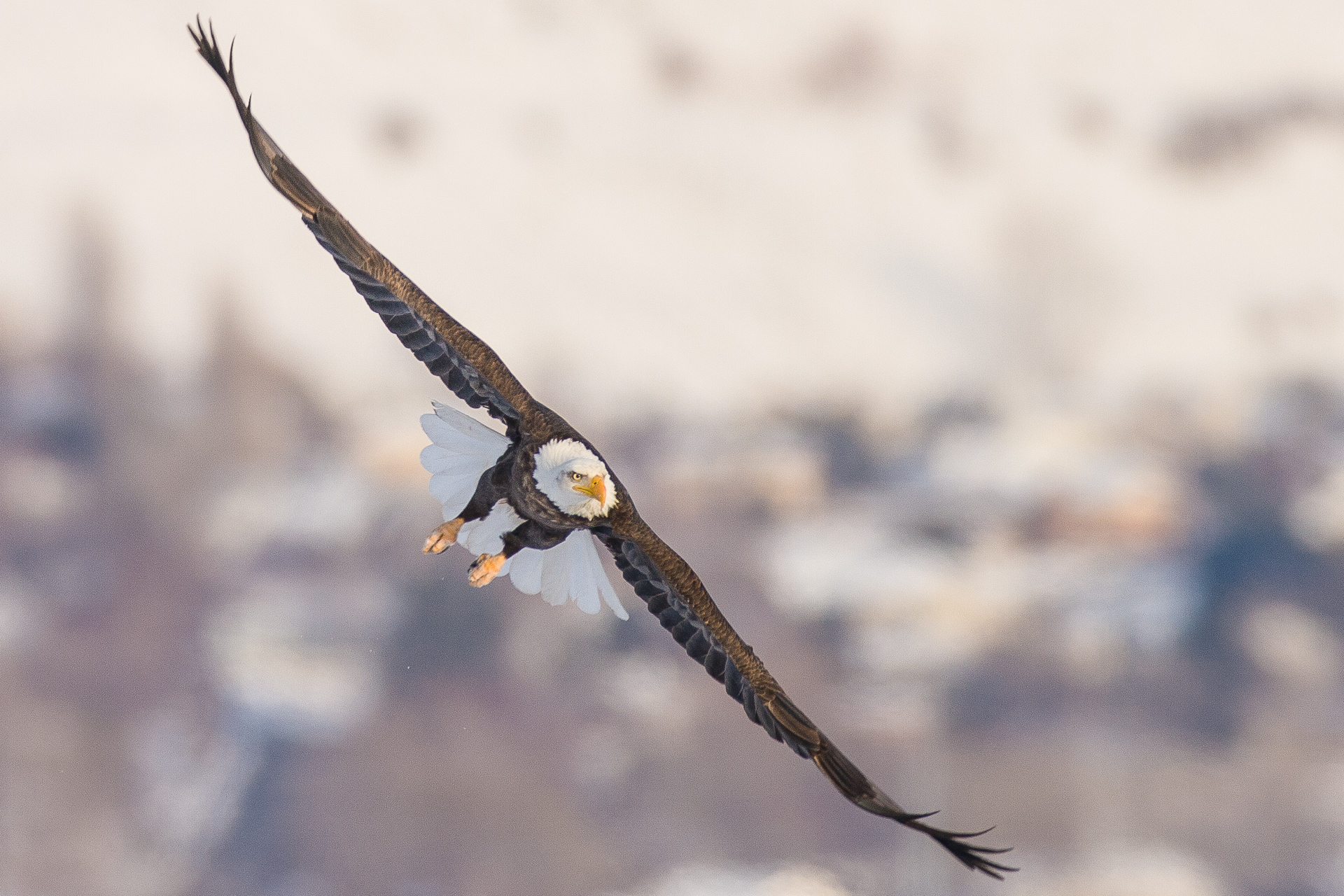 Birding at Farmington Bay
