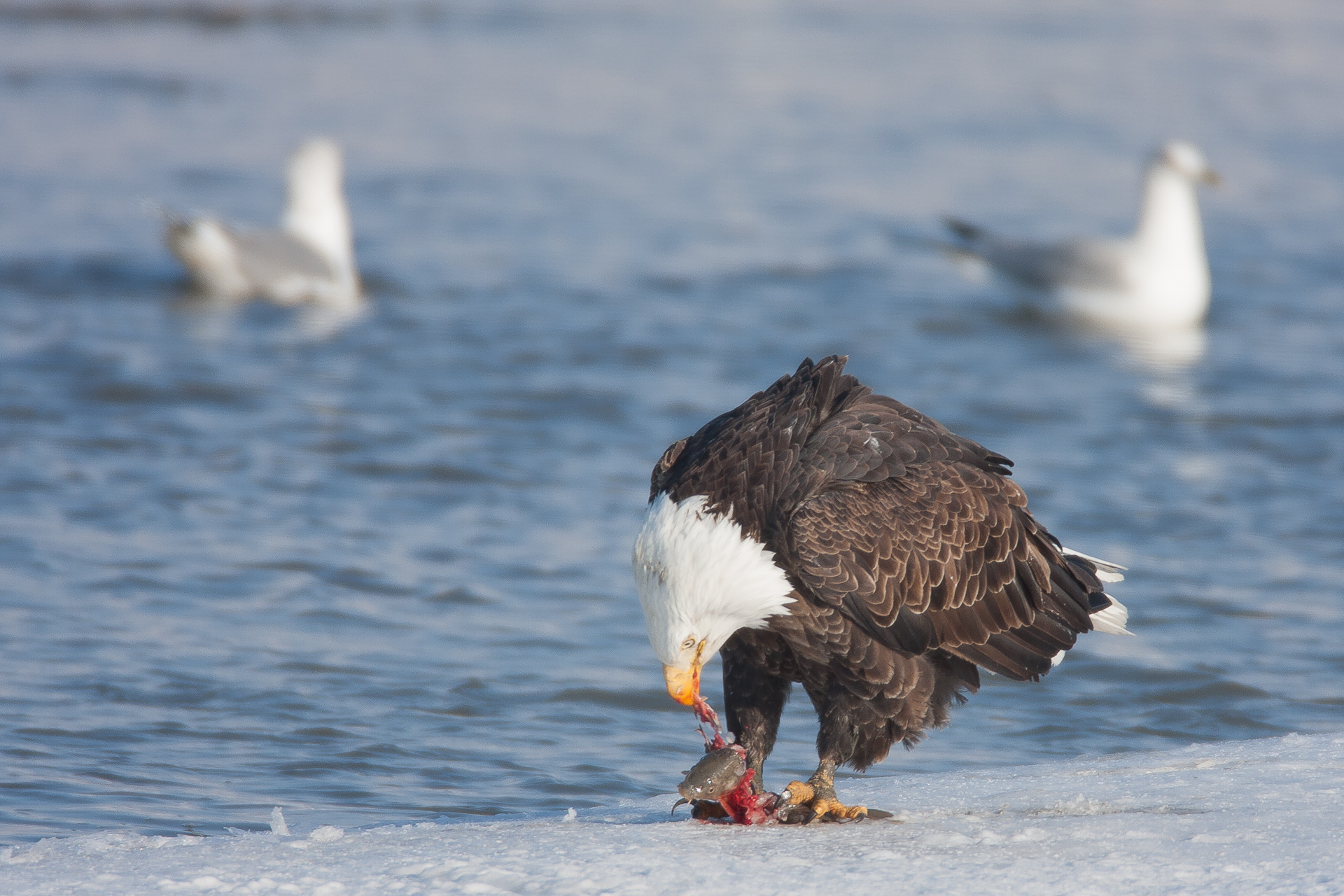 Birding at Farmington Bay
