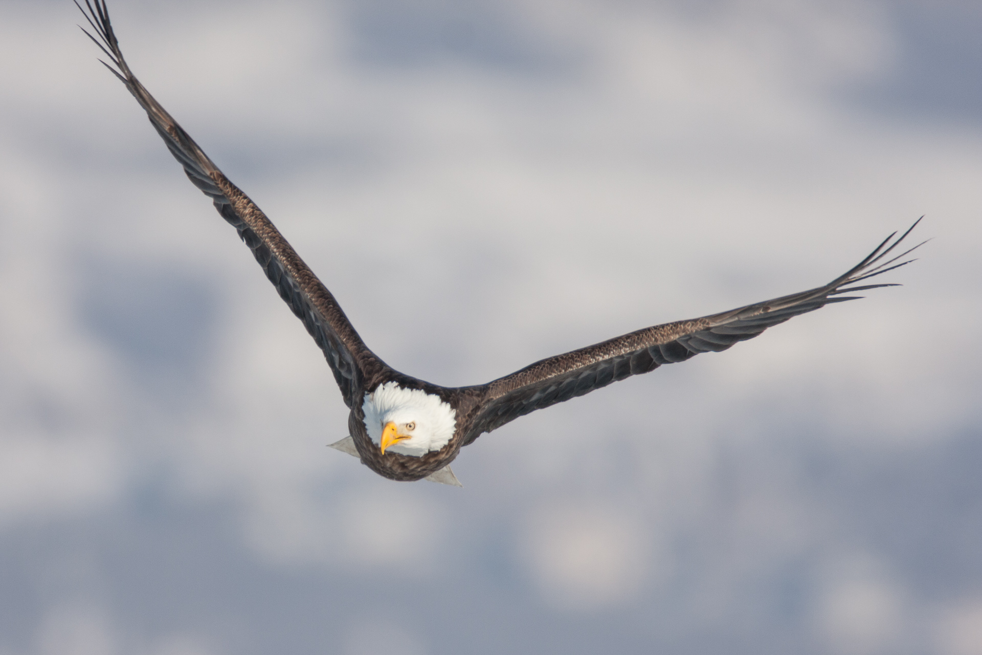 Birding at Farmington Bay