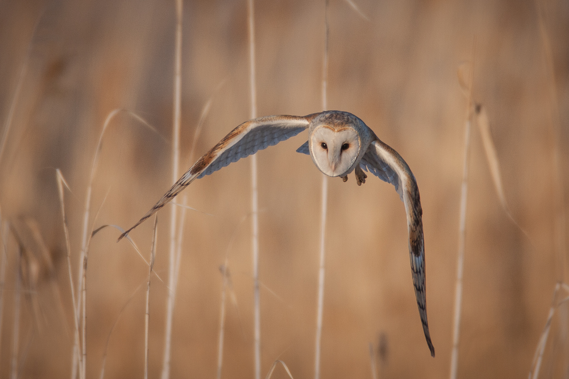 Birding at Farmington Bay