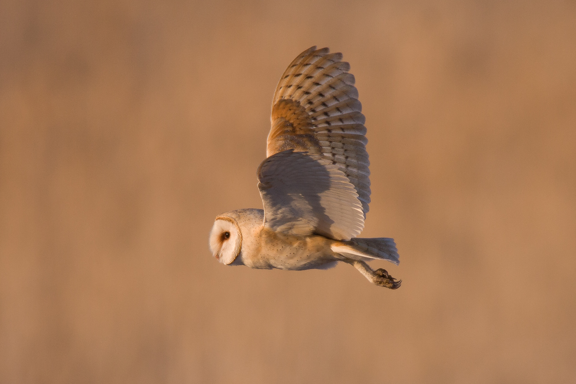 Birding at Farmington Bay
